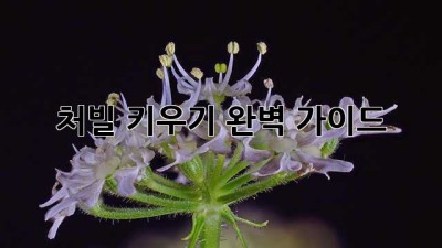 처빌 키우기 완벽 가이드